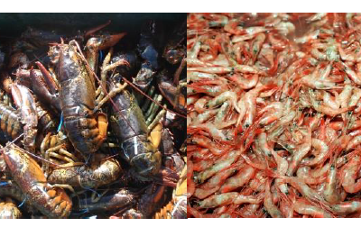L’état de la situation et la revue littéraire sur l’usage des coproduits de crabe, homard, crevette et sébaste
